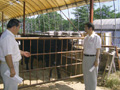 畜産農業を視察