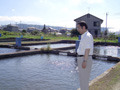 コイヘルペスウイルスの被害調査